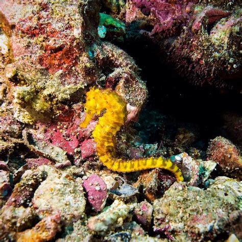 a yellow seahorse sitting on top of a colorful coral