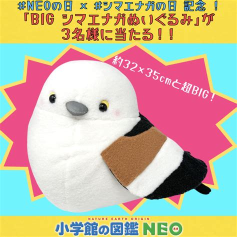 シマエナガぬいぐるみを3名様にプレゼント【〆切2024年02月20日】 小学館の図鑑neo