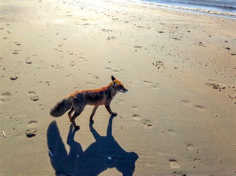 Fox On The Beach Stock Photo Image Of Beach Zandvoort 61993220