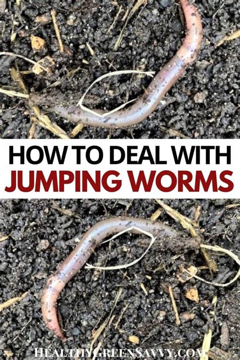 Asian Jumping Worms Vs Earthworms In The Garden