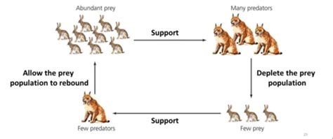 predator prey interactions flashcards quizlet