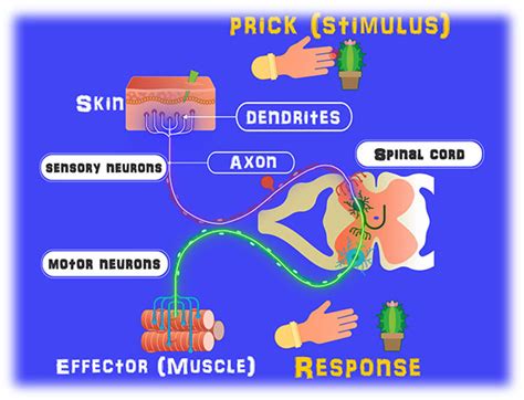 State The Role Of Brain In Reflex Action Tutorix