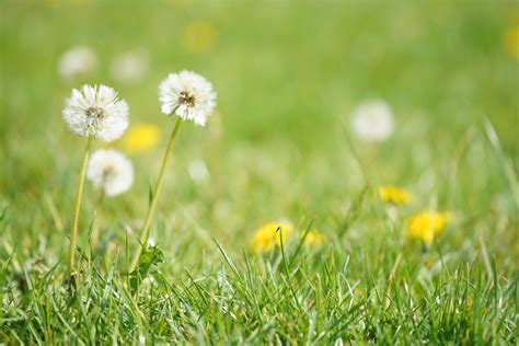 Prevent Crabgrass & Other Weeds - Out In My Lawn