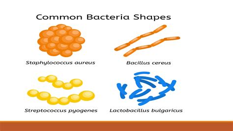 SOLUTION: Structure of bacteria - Studypool