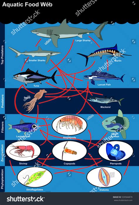 Aquatic Food Web Diagram