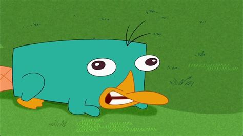 Perry The Platypus Growl 1 Hour Youtube