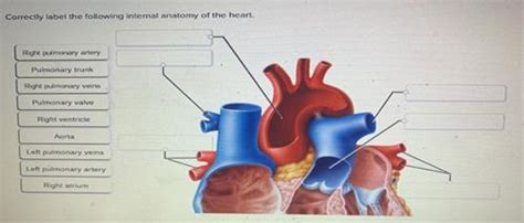 Solved Correctly Label The Following Internal Anatomy Of The Heart Right 1 Answer