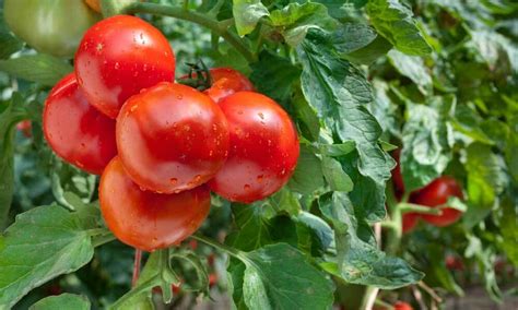 Como Plantar Tomate Veja o Passo a Passo e Materiais Necessários