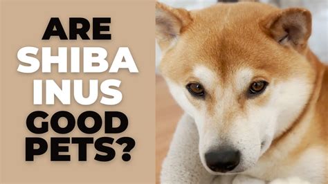 Are Shiba Inus Good Pets