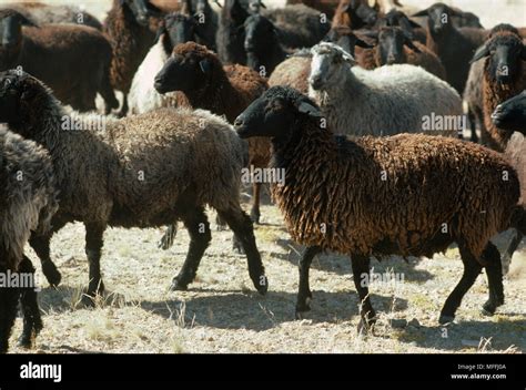 Karakul sheep hi-res stock photography and images - Alamy