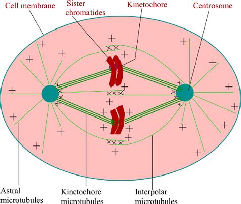 Metaphase In Animal Cell