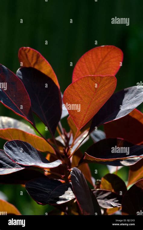 Cotinus - Smoke Bush Stock Photo - Alamy