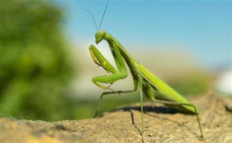 4 Legged Insects: Do Insects With 4 Legs Exist? (9 Examples)