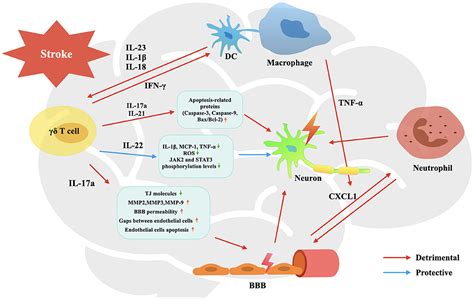 Frontiers T Cell In Cerebral Ischemic Stroke Characteristic