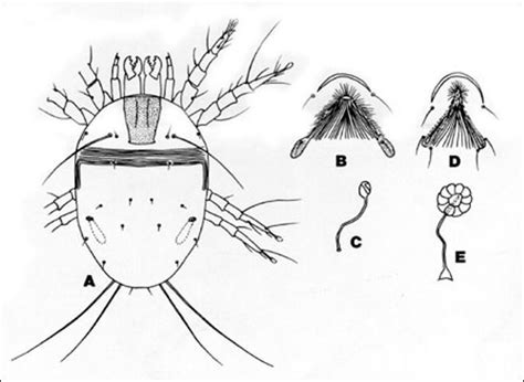 EENY 059 IN216 House Dust Mites Dermatophagoides Spp Arachnida