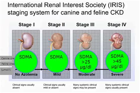 Kidney Failure A New Test