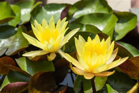 Yellow Lotus Flower in Garden. Stock Image - Image of natural, leaf ...