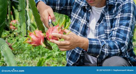 Dragon fruit farmer stock image. Image of asia, harvesting - 287425339