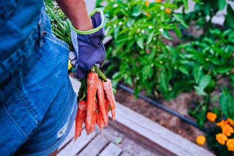 The Food Crisis is Only Just Beginning – Byline Times