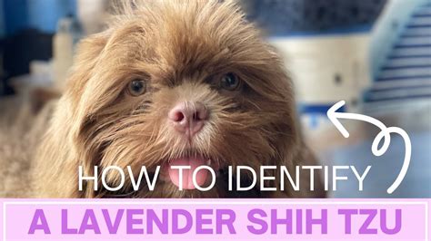 HOW TO IDENTIFY A LAVENDER SHIH TZU YouTube