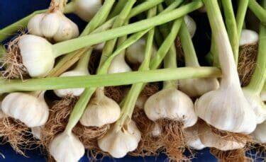 How to Preserve Garlic for Long-Term Storage