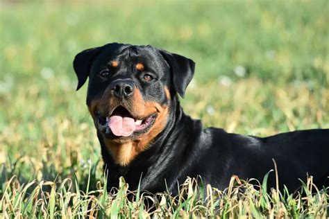 3 Different Types Of Rottweiler You Need To Know About