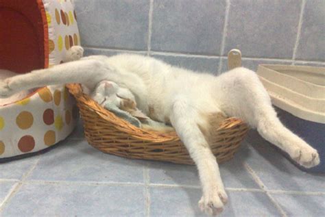 Ten Cats Sleeping In Strange And Uncomfortable Positions