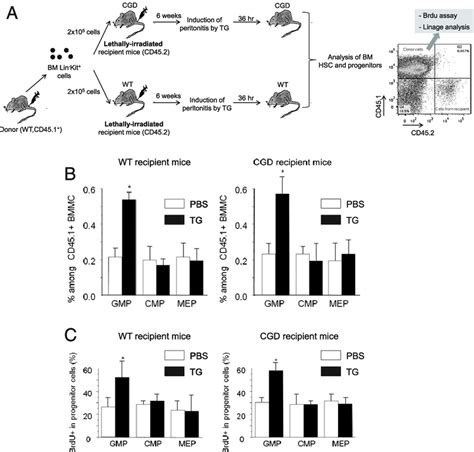 Ros Produced By Bm Mesenchymal Cells Are Not Involved In Reactive