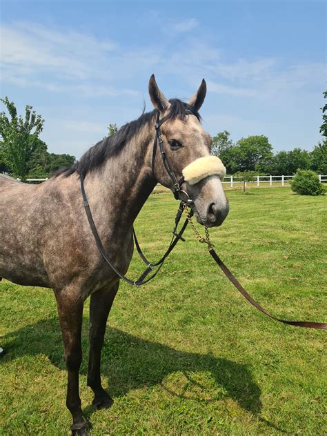 Santorini Grey Trainer Update Racehorse Ownership