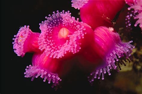 Sea Anemone – "OCEAN TREASURES" Memorial Library