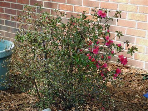 Common Azalea Problems: Azalea Diseases & Azalea Plant Pests | Azaleas ...