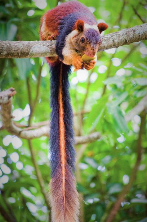 What a giant Indian Squirrel looks like : r/interestingasfuck