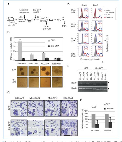 Figure From Molecular And Cellular Pathobiology Histone H Lysine