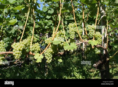 Vitis Vinifera Sauvignon Blanc Stock Photo Alamy