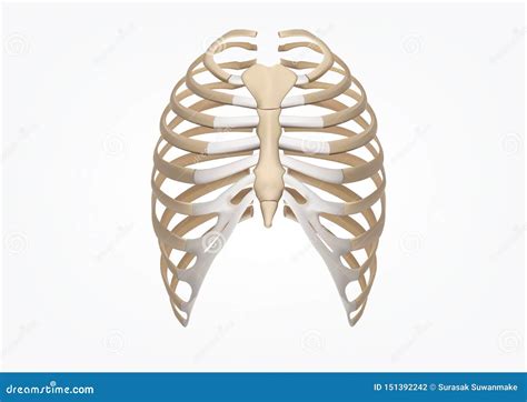 Human Rib 3D Illustration of Human Skeleton Rib Cage Anatomy Front View Stock Illustration ...