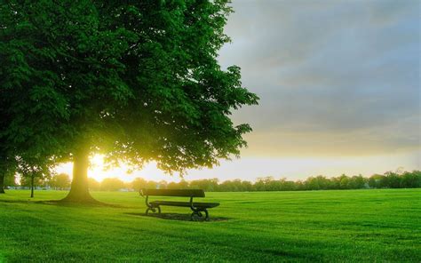 Bench Tranquility Field Sunlight Green Color Park Man Made Space