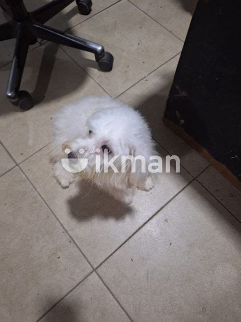 Terrier Puppy For Sale In Katugastota Ikman