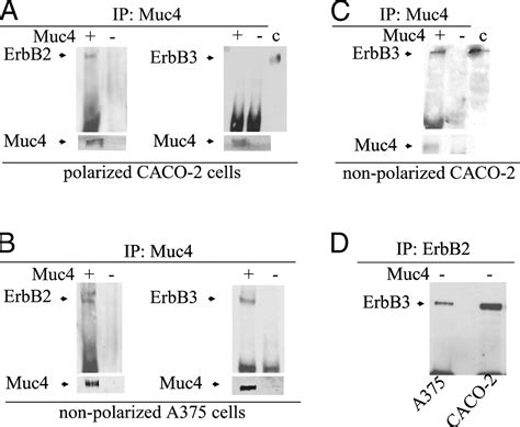 Muc Erbb Complex Formation And Signaling In Polarized Caco