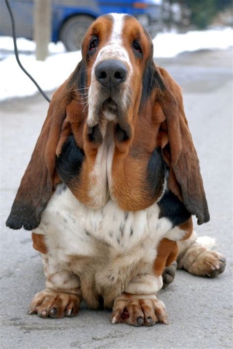 Basset Hound Basset Hound Love Pinterest Basset Hound Bassett