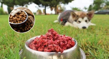 Por Qu Los Perros No Pueden Comer Carne De Res