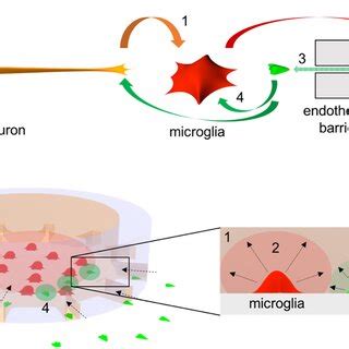 Activation Of Microglial Proinflammation With Abeta Chemokine