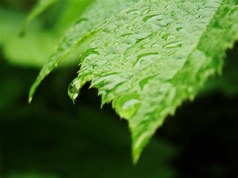 Closeup Photo Of Green Leaf Plant Hd Wallpaper Wallpaper Flare