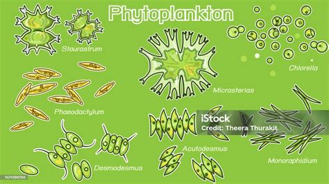 Phytoplankton Color Stock Illustration - Download Image Now - Diatom, Algae, Bacterium - iStock