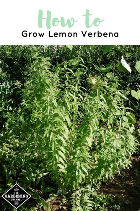 How To Grow Lemon Verbena Gardening Channel