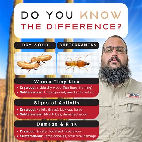 🔎 Drywood vs.... - Budget Brothers Termite & Pest | Facebook