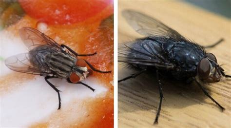 How To Get Rid Of Cluster Flies Step By Step Guide