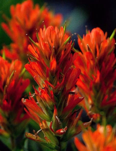 Indian Paintbrush Castilleja Coccinea Orange Red Wildflower Etsy