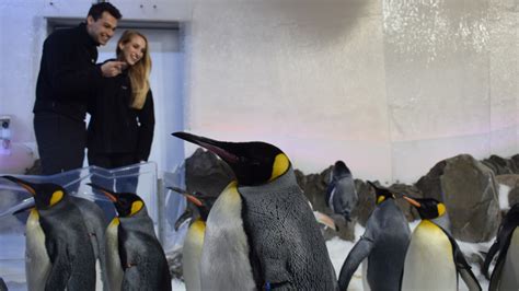 Penguin Encounter At Sea Life Melbourne Aquarium