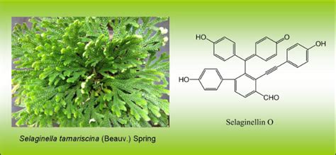 Bjoc Bioactive Selaginellins From Selaginella Tamariscina Beauv Spring