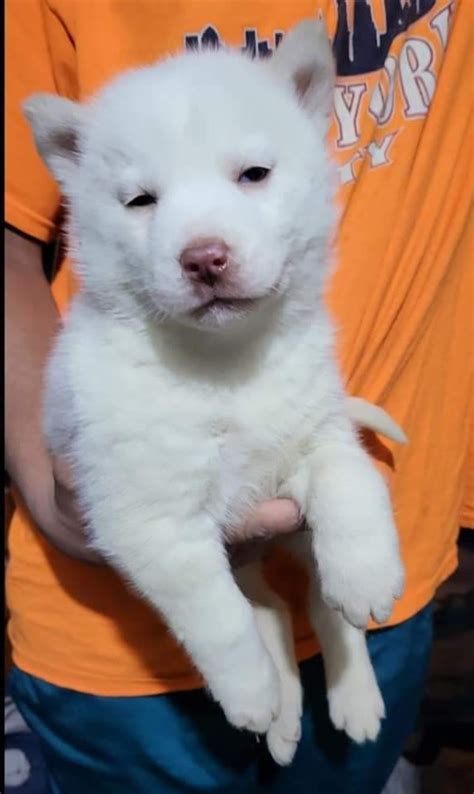 Siberian Husky Puppies For Sale Brooklyn NY 506020